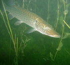 Immersione sub lago di Garda Immersione sub lago di Garda